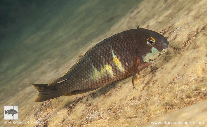 Tropheus sp. 'kirschfleck' x Tropheus sp. 'limespot' at Lyamembe